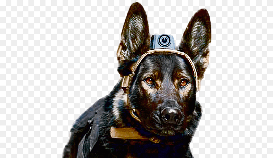 Drawn Soldiers Futuristic Dog With Military Helmet, Police Dog, Pet, Mammal, Canine Free Png Download