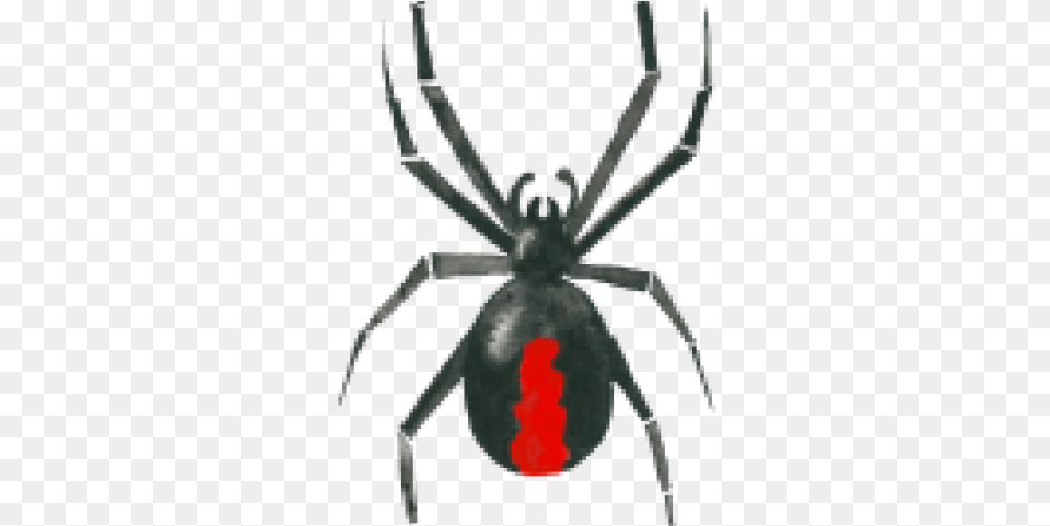 Drawn Spider Redback Spider Red Back Spider Drawing, Animal, Invertebrate, Black Widow, Insect Free Png