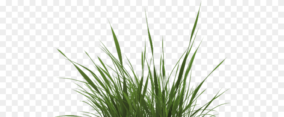 Drawn Texture Grass Transparent Grass Texture, Plant, Vegetation, Moss, Agropyron Png