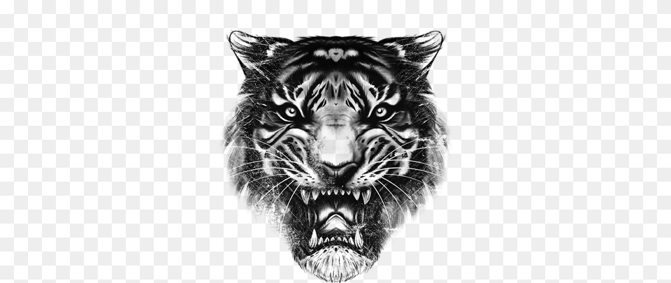 Drawn Tiger Pencil And Tiger Top, Gray Free Png