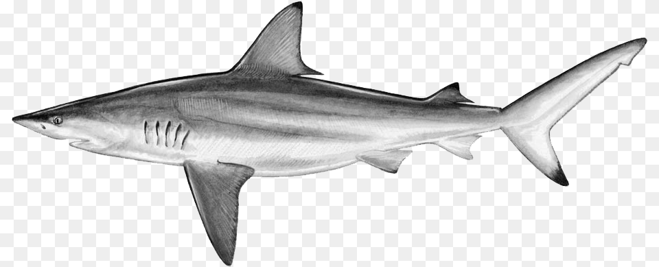 Drawn Tiger Shark Blank Background Blacktip Shark, Animal, Fish, Sea Life Free Transparent Png