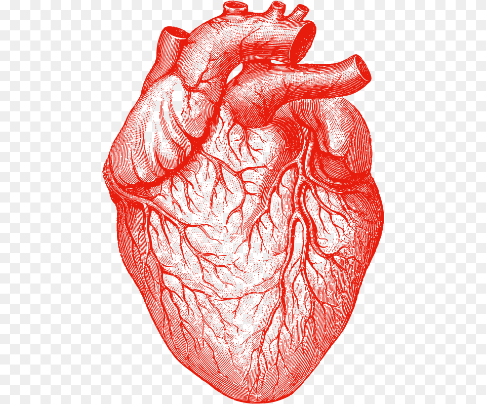 Drawn Tongue Anatomy Human Heart Anatomical Heart Drawing, Adult, Male, Man, Person Free Png