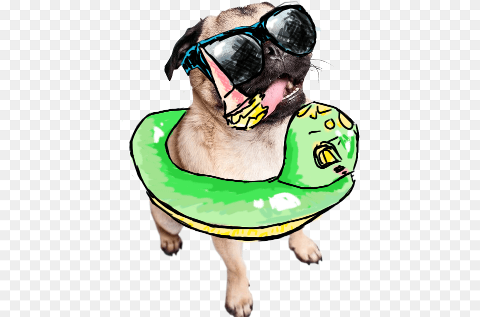 Drawn Transparent Summer Pug Summer Dog Transparent, Baby, Person, Animal, Produce Free Png