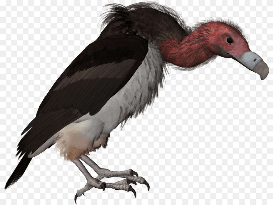 Drawn Turkey Vulture Catoon Vulture, Animal, Bird, Condor, Beak Free Png Download