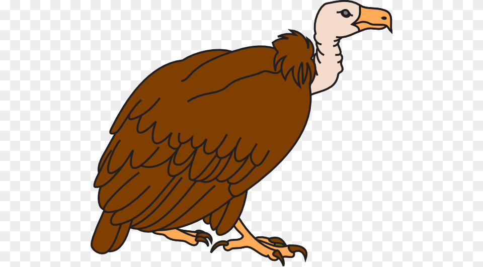 Drawn Turkey Vulture Clipart, Animal, Bird, Condor Free Png