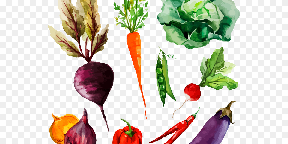 Drawn Vegetable Radish Watercolor Vegetables Drawing, Food, Produce, Plant, Carrot Free Png