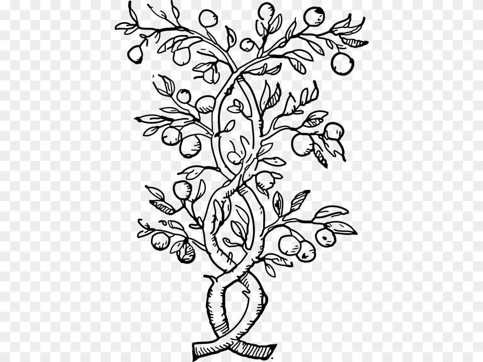 Drawn Vine Climber Plant Outline Of Orange Tree, Pattern, Art, Floral Design, Graphics Free Png