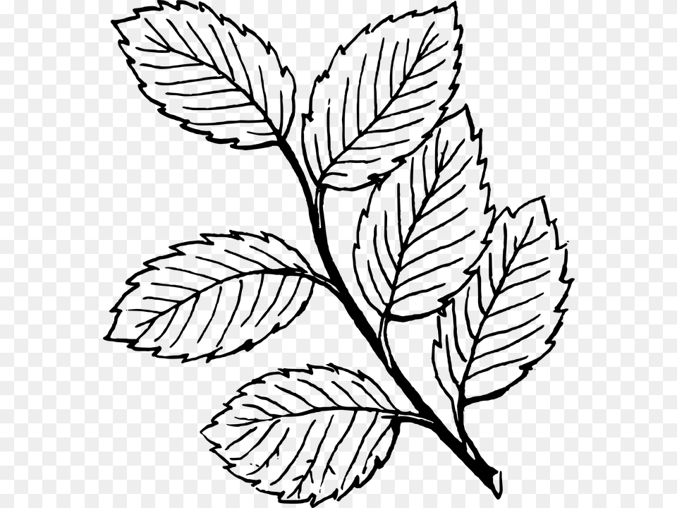 Drawn Vine Plant Stem Colouring, Gray Free Transparent Png