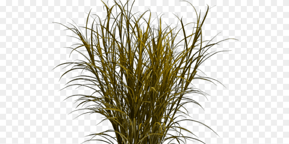 Drawn Weed Grass Background Dry Grass Texture, Tree, Plant, Weather, Outdoors Free Transparent Png