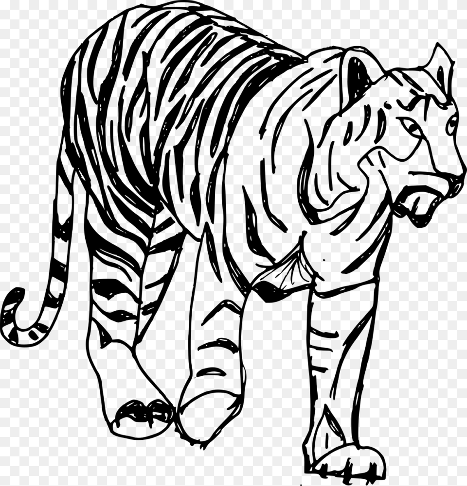 Drawn White Tiger Teacup Tiger Drawing Transparent, Gray Png
