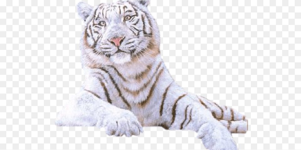 Drawn White Tiger Gif, Animal, Mammal, Wildlife Free Transparent Png