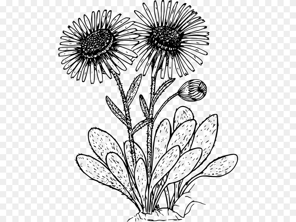 Drawn Wildflower Daisy Flower Daisies Clipart Black And White, Gray Free Png