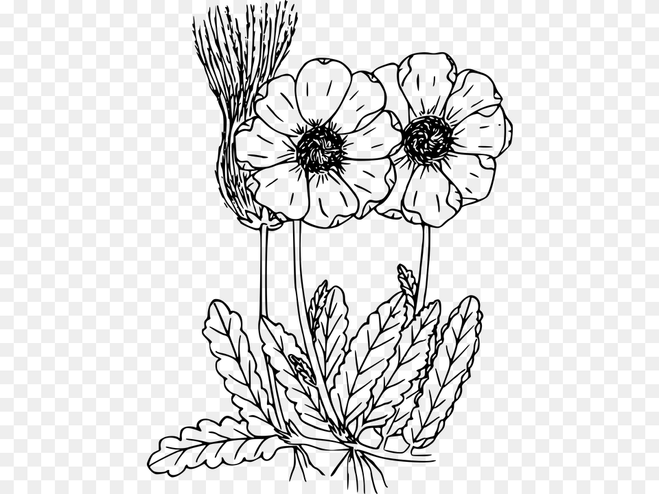 Drawn Wildflower Flowering Plant Wild Flowers Coloring Pages To Print, Gray Free Png