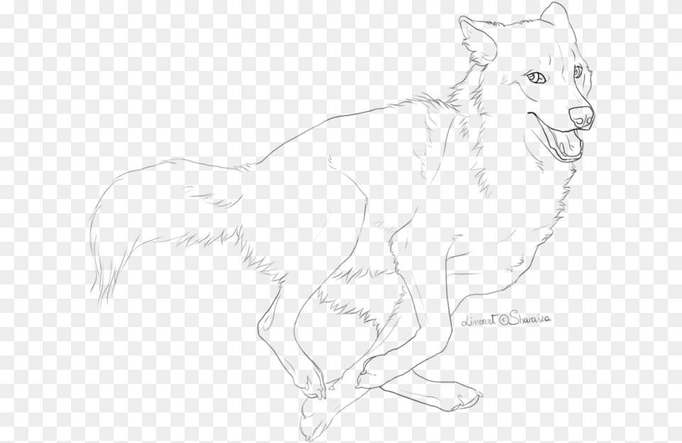 Drawn Wolf Running Wolf Line Art, Gray Free Png Download