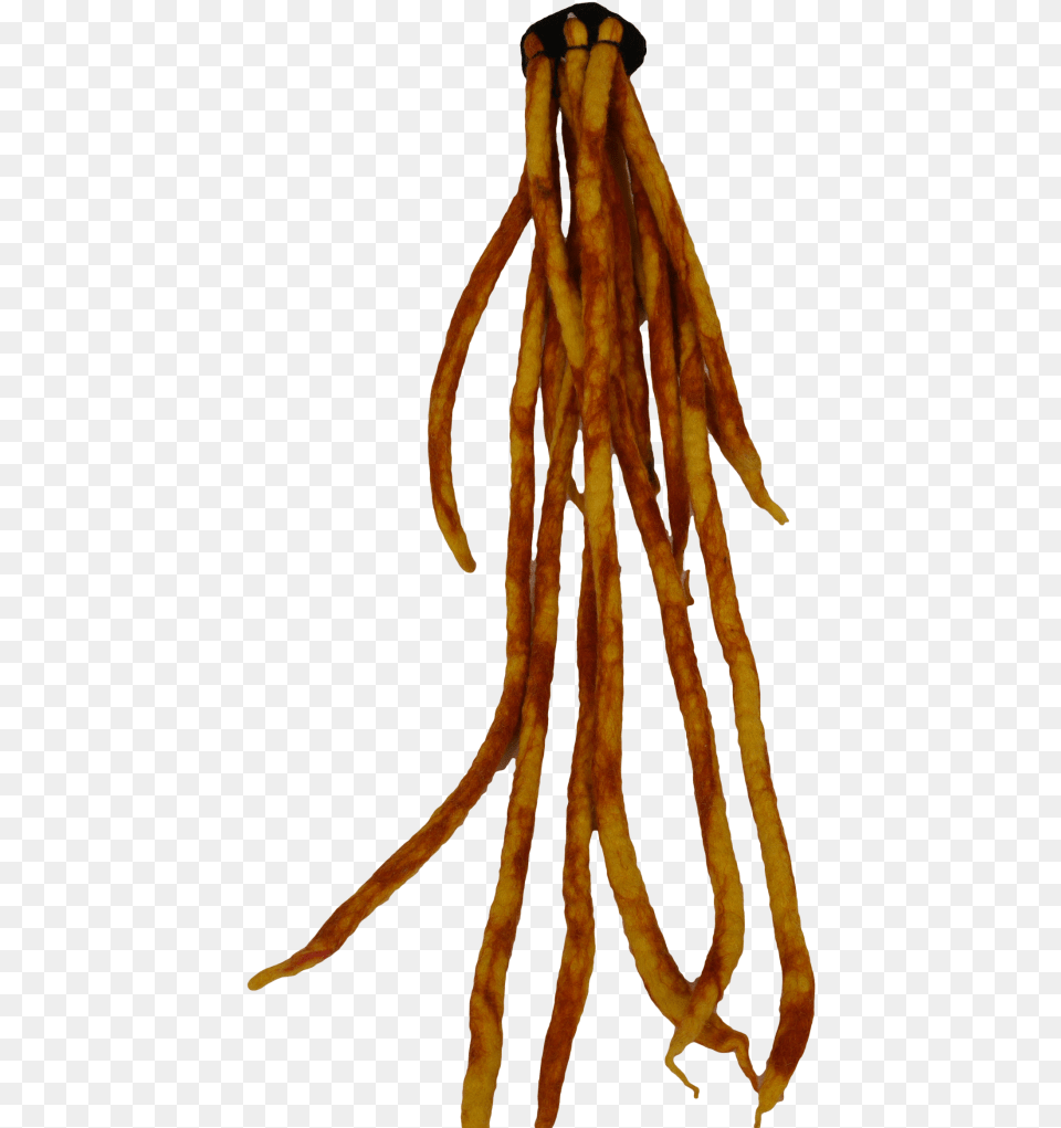 Dreadlock Legume, Plant Png