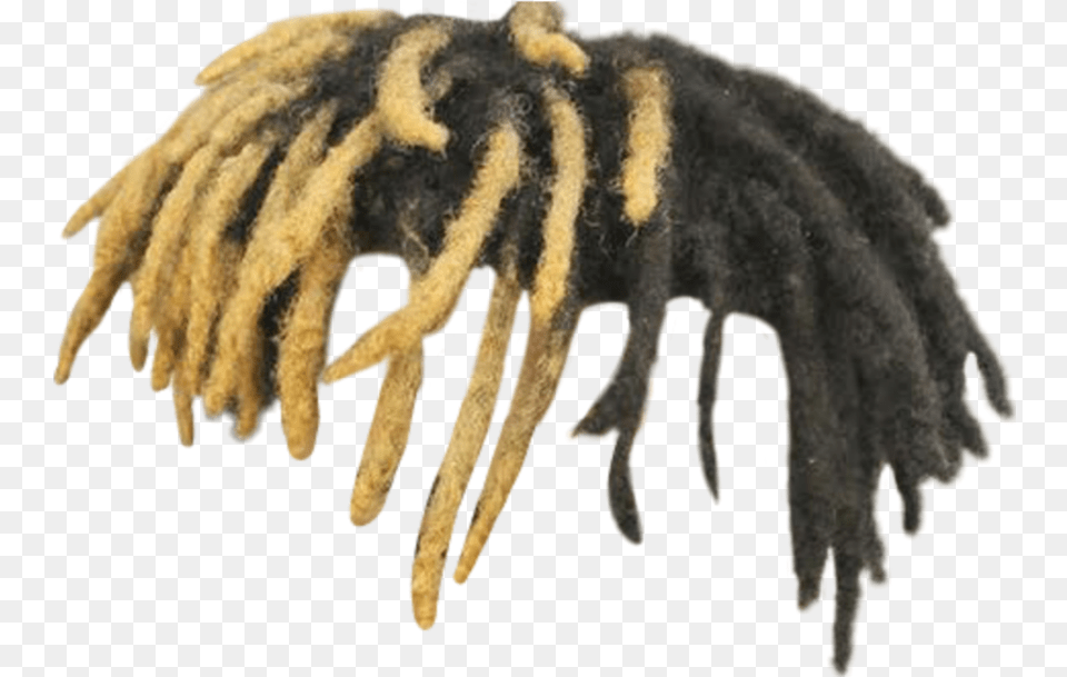 Dreadlocks Xxxtentacion Ripxxxtentacion Xxxtentacion Hair, Plant, Pollen, Moss Free Transparent Png