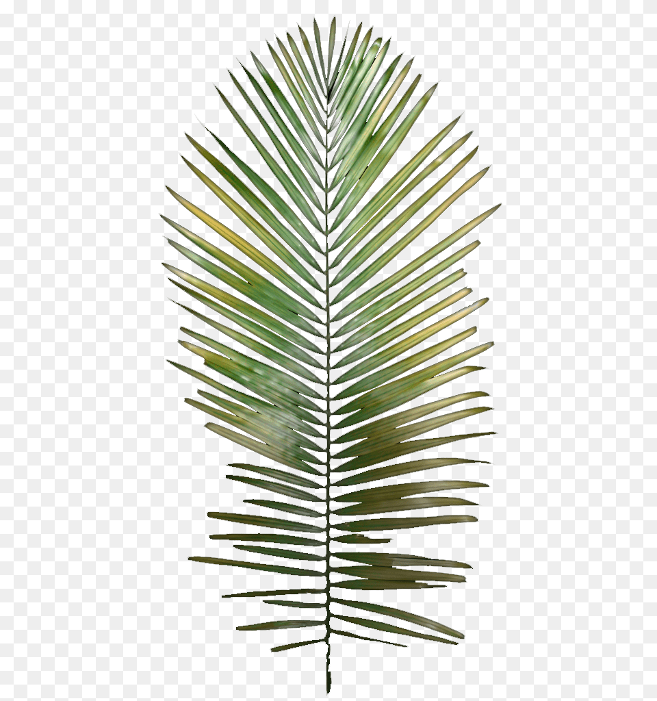 Dream Team, Leaf, Plant, Tree, Palm Tree Free Png Download