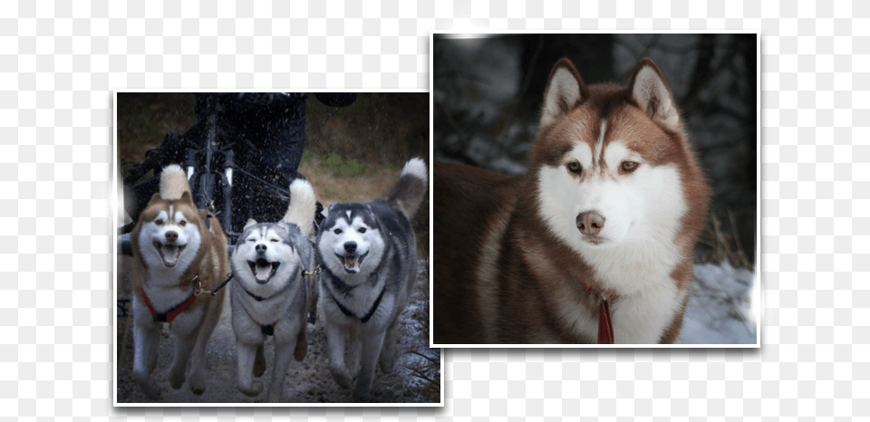 Dreamwolves, Animal, Canine, Dog, Husky Png