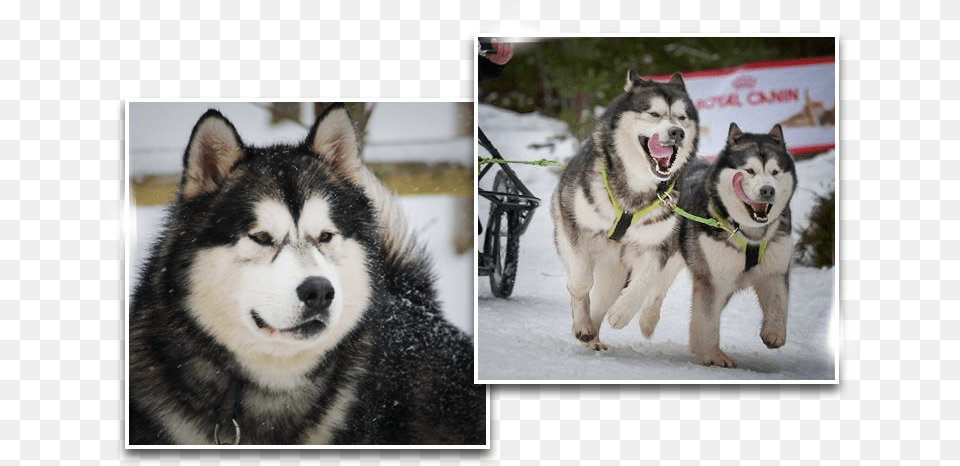 Dreamwolves Canadian Eskimo Dog, Animal, Canine, Husky, Mammal Png Image