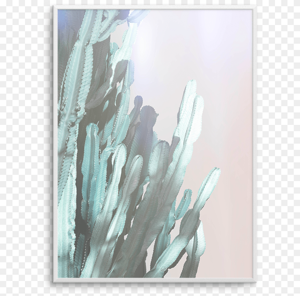Dreamy Cactus No, Ice, Nature, Outdoors, Plant Png