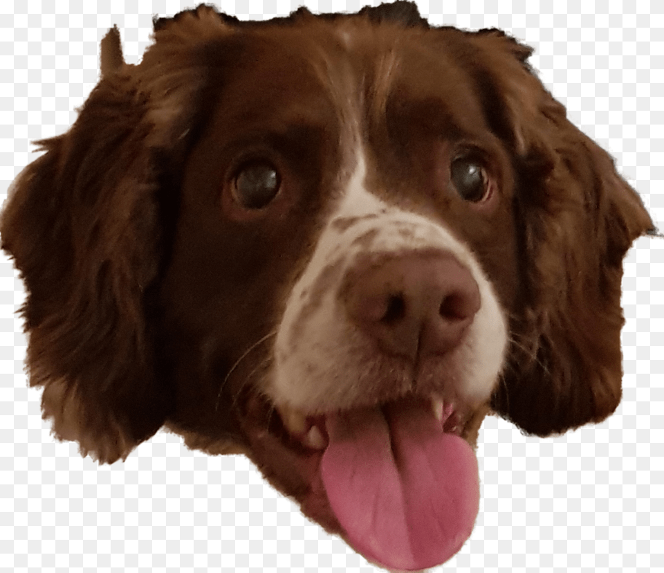 Drentse Patrijshond, Animal, Canine, Dog, Mammal Free Transparent Png