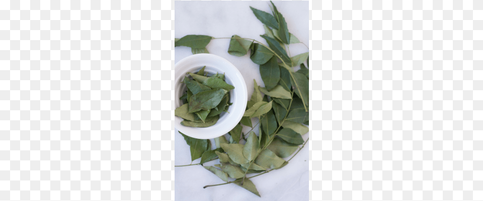 Dried Curry Leaf Curry Tree, Herbal, Herbs, Plant Free Png Download