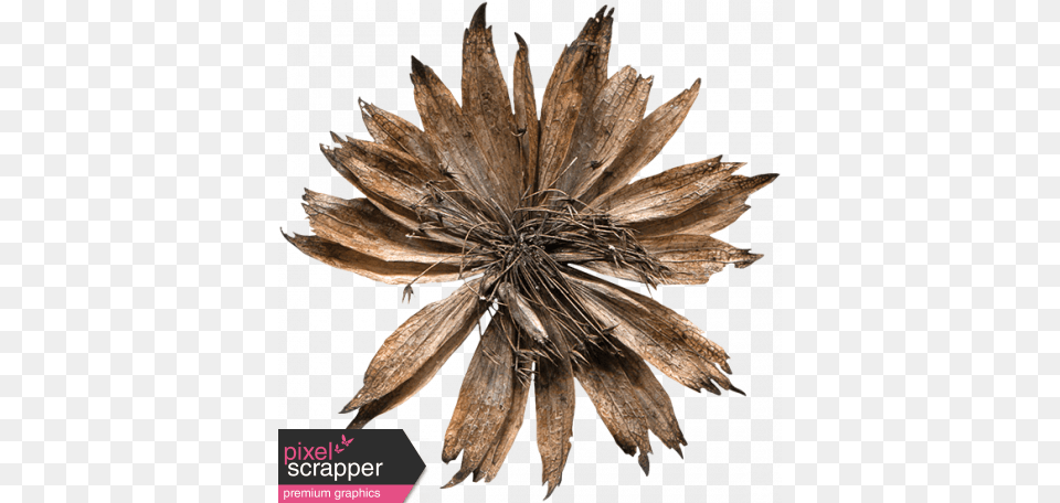 Dried Flower Digital Scrapbooking, Plant, Herbal, Herbs, Home Decor Free Png Download