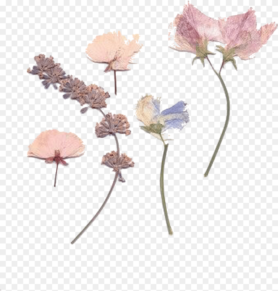 Dried Flower Transparent Background, Petal, Plant, Leaf, Anemone Png Image