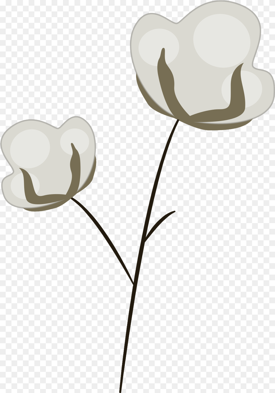 Dried Flower With Dried Flower, Plant, Clothing, Hat, Petal Free Transparent Png