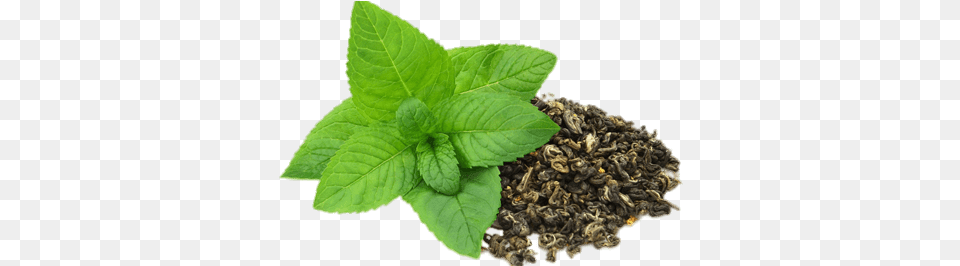 Dried Peppermint Tamaryokucha, Herbal, Herbs, Mint, Plant Free Transparent Png