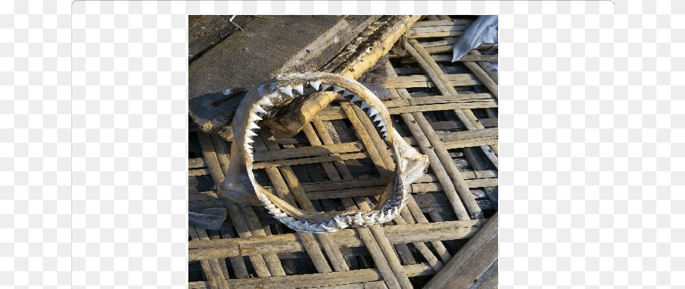 Dried Shark Skull With Teeth Plywood, Wood Free Png