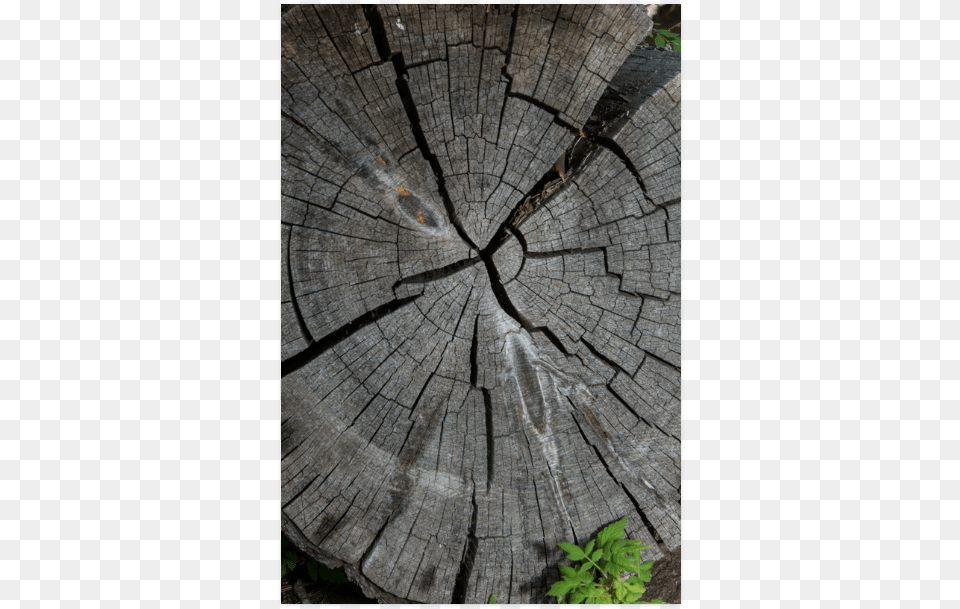 Dried Tree Stump Poster 20 X30 Tree Stump, Plant, Wood, Tree Trunk, Tree Stump Png Image