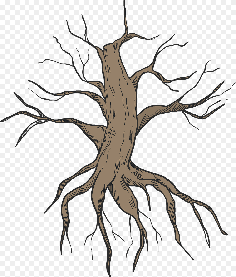 Dried Up Tree With Roots Clipart, Plant, Root, Art, Drawing Png Image