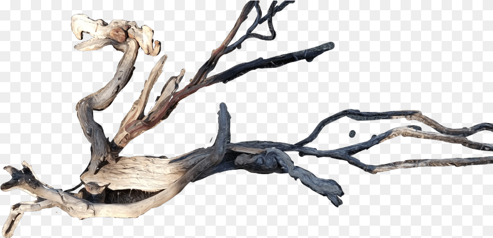 Drift Wood Dry, Driftwood Png Image