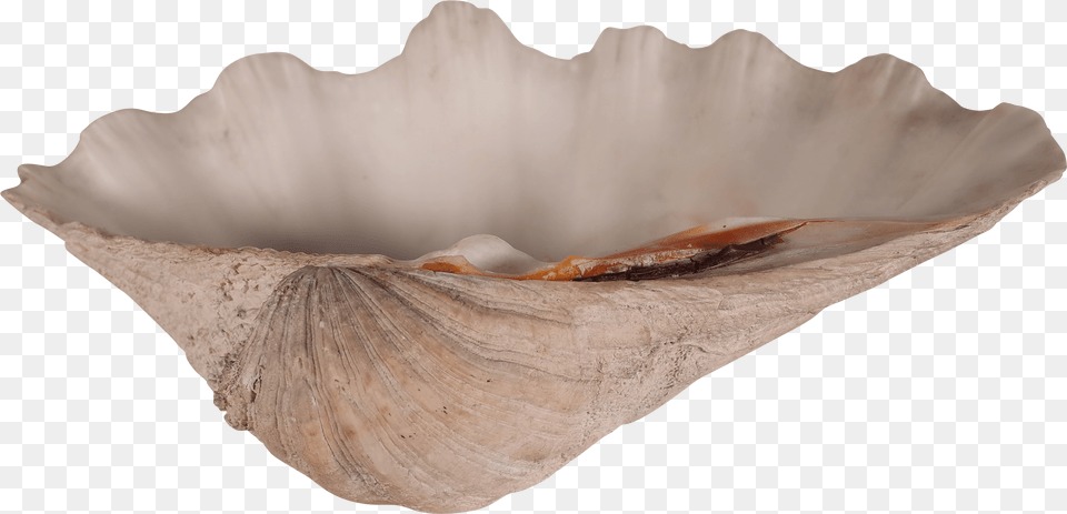 Driftwood, Animal, Clam, Food, Invertebrate Free Png Download