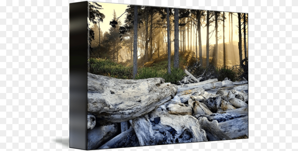 Driftwood Beach By Jody Miller Natural Landscape, Wood, Plant, Tree, Fir Png Image