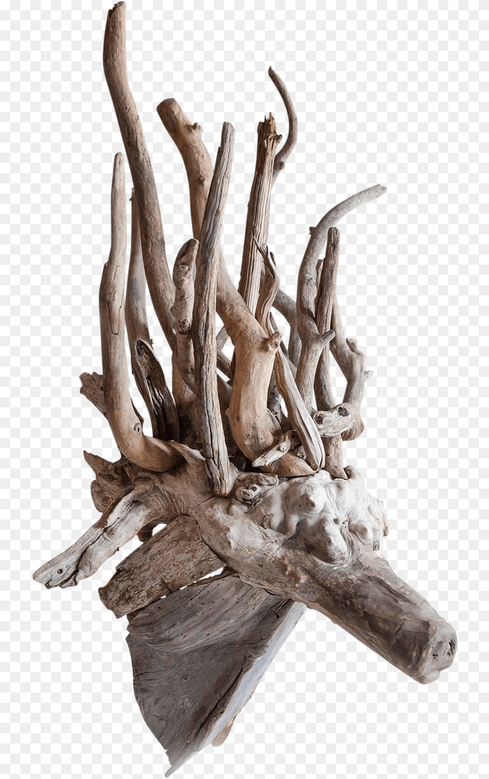 Driftwood Fantasy Animal Head Sculpture 6926 Driftwood, Wood, Antler, Dinosaur, Reptile Png Image