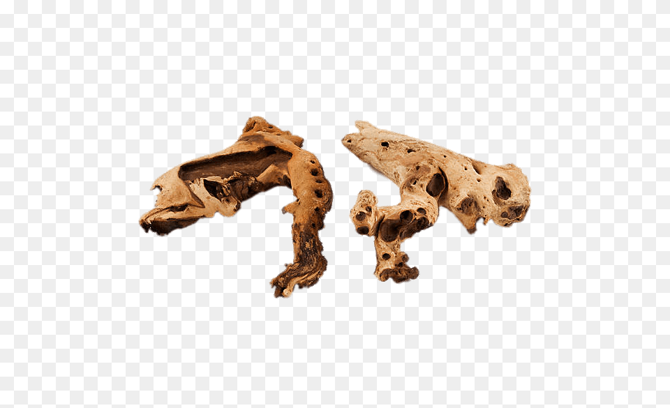 Driftwood For Aquarium, Wood, Accessories, Animal, Dinosaur Png Image