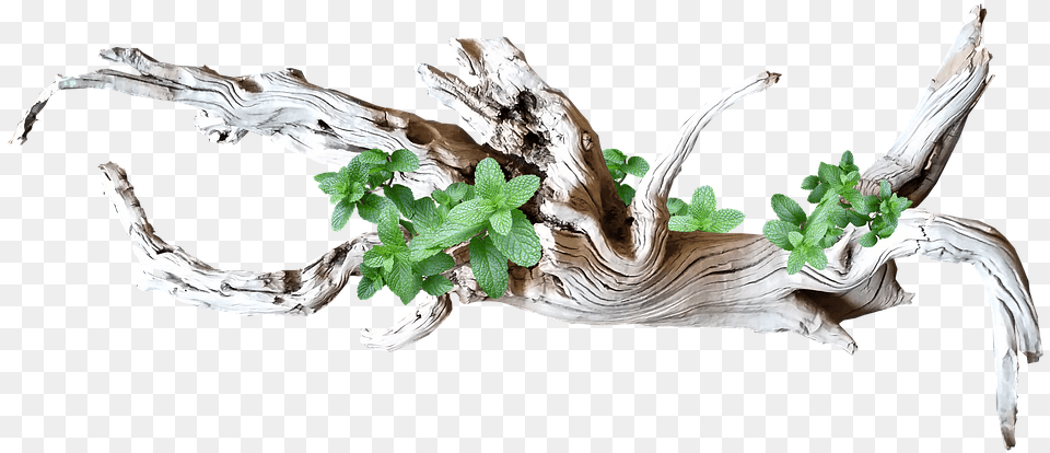 Driftwood Wood Decoration Driftwood, Leaf, Plant, Tree, Herbs Free Transparent Png