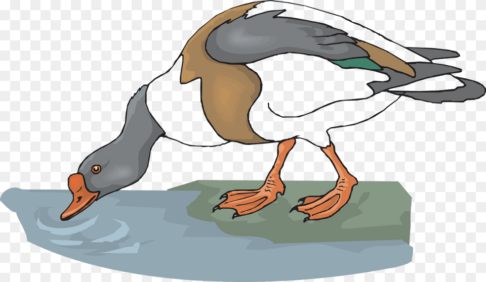 Drinking Water Cartoon, Animal, Bird, Goose, Waterfowl Png Image