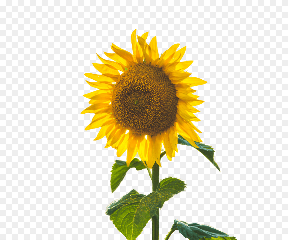 Dripping Honey Flower Hd, Plant, Sunflower Free Png Download