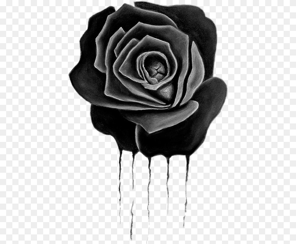 Drippingrose Dripping Blackrose Rose Chanelfreetoedit Drawing, Flower, Plant, Art, Person Png