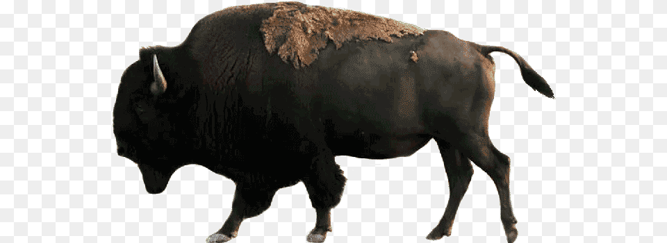 Drive Through Safari Amp Petting Zoo In Sequim Wa Bison, Animal, Buffalo, Mammal, Wildlife Png Image