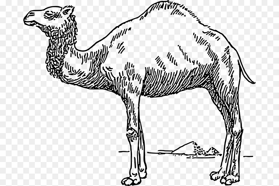 Dromedary, Gray Png Image