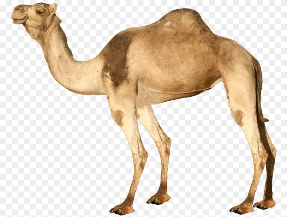 Dromedary, Animal, Camel, Lion, Mammal Free Transparent Png
