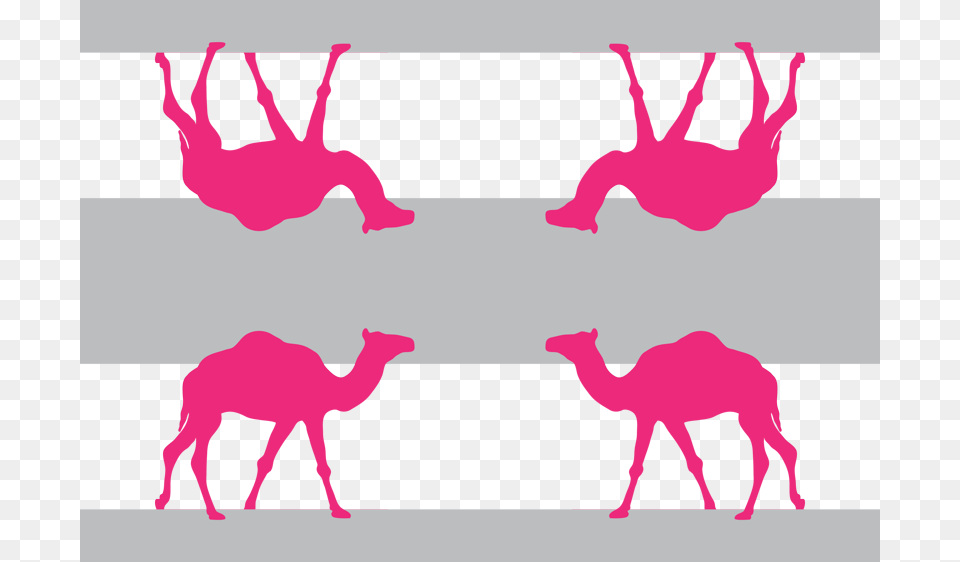 Dromedary, Baby, Person, Animal, Antelope Png