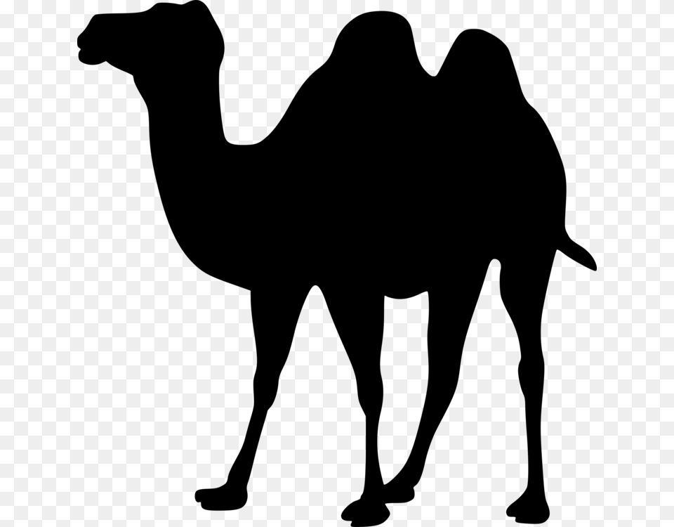 Dromedary Bactrian Camel Animal Silhouettes Camel Train, Gray Free Png Download