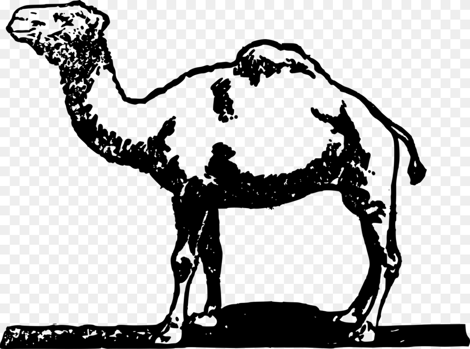 Dromedary Bactrian Camel Horse How To Draw Drawing Camel, Gray Free Png