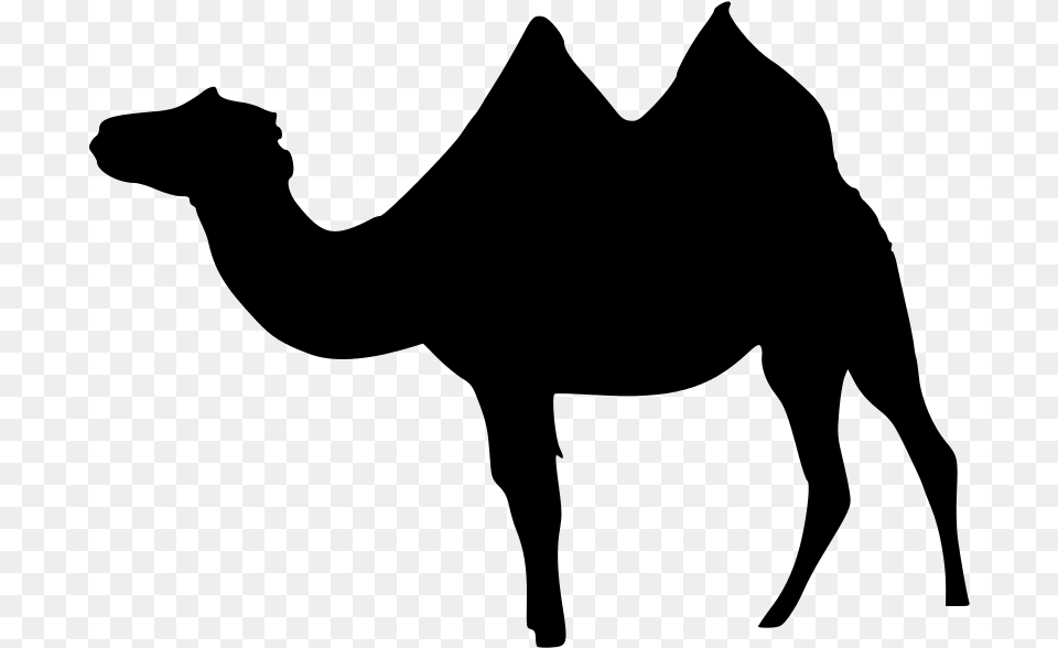 Dromedary Bactrian Camel Llama Wadi Rum Clip Art, Gray Png Image