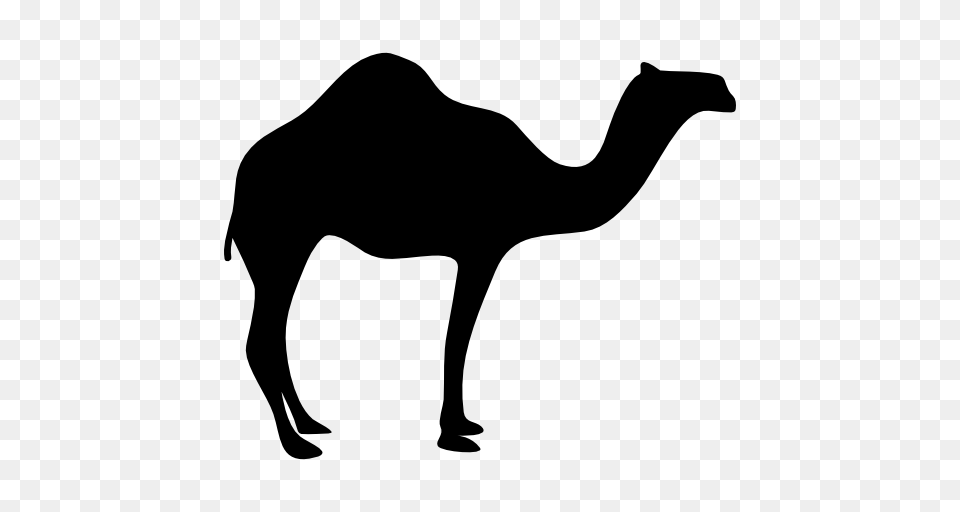 Dromedary Bactrian Camel Silhouette Clip Art, Animal, Mammal, Kangaroo Png